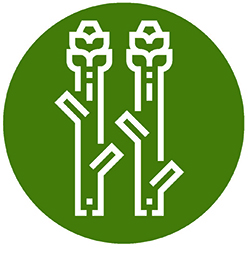 icon asperge