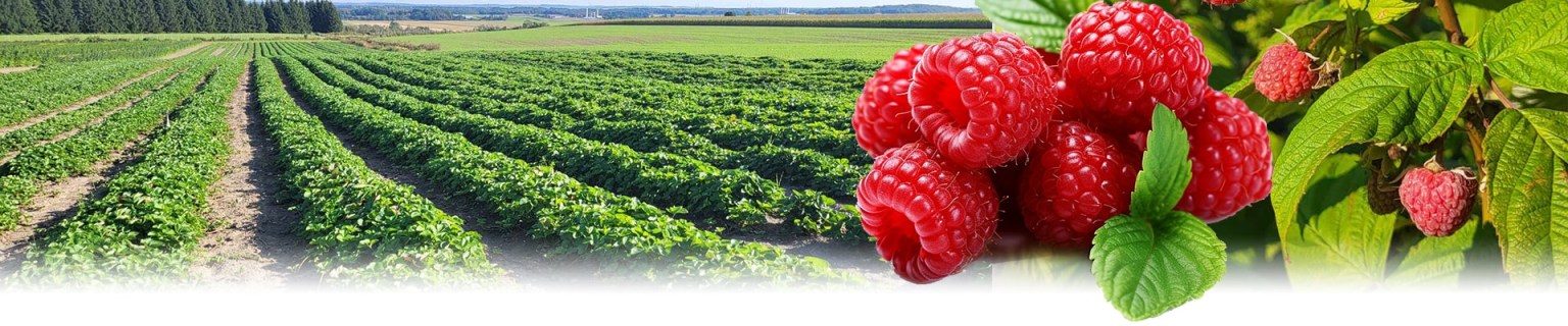 framboise153